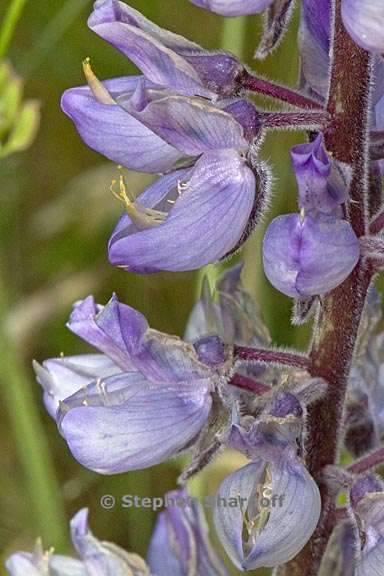 lupinus albicaulis 3 graphic